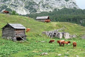 Reader Irena Swanson grew up on a farm in Slovenia much like this one, where she learned how to use a scythe.